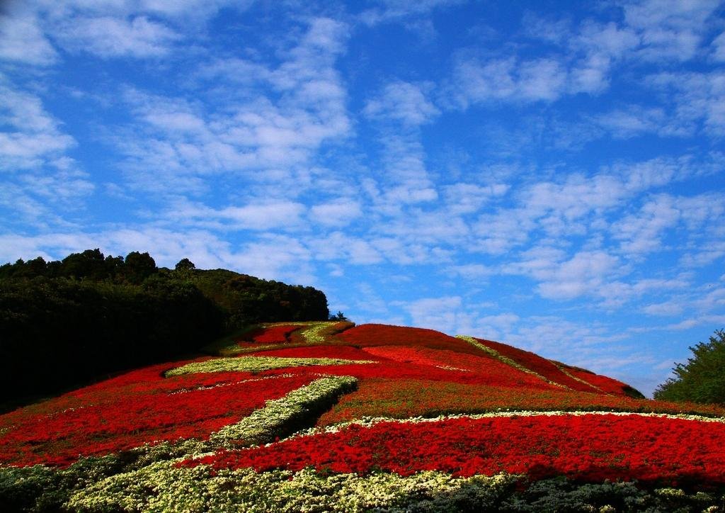 🌳 불로산 종합공원(후로산 소고 코엔) 이미지 1